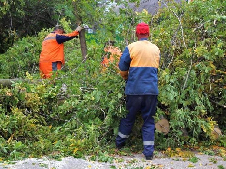 За неделю в Рязани спилили 52 аварийных дерева