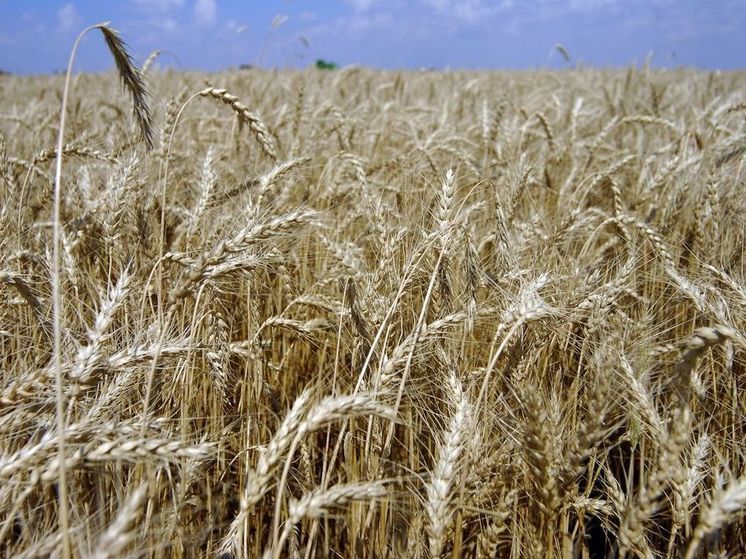 ООН заявила об учете позиции РФ по возобновлению зерновой сделки
