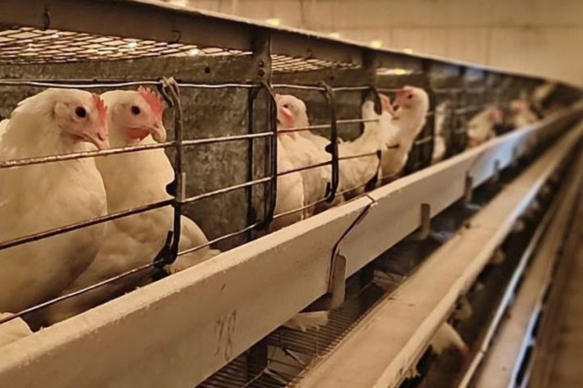 Куры Несушки Купить В Омске На Птицефабрике
