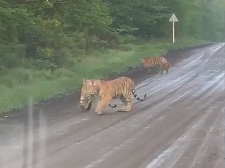 Тигры после наводнения появились на дороге в Партизанском округе Приморья