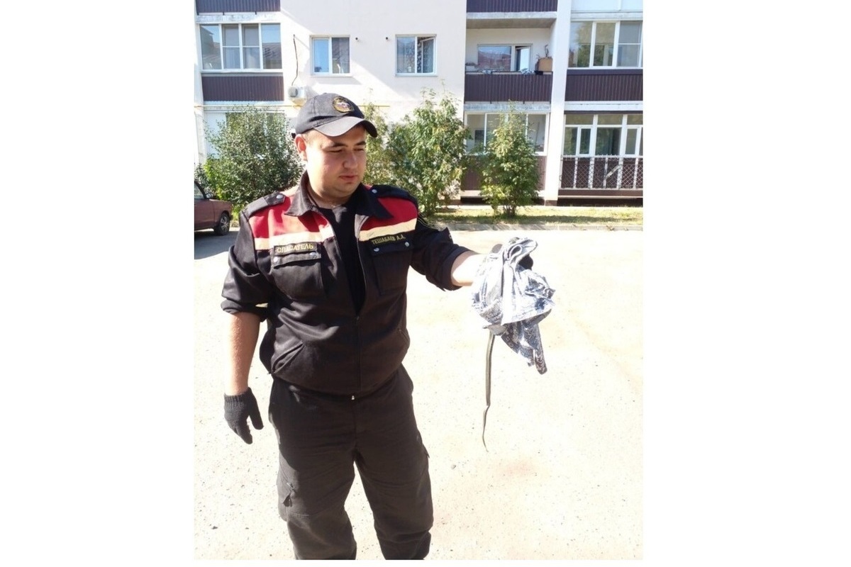 Вытаскивать змею из квартиры в Костроме пришлось спасателям
