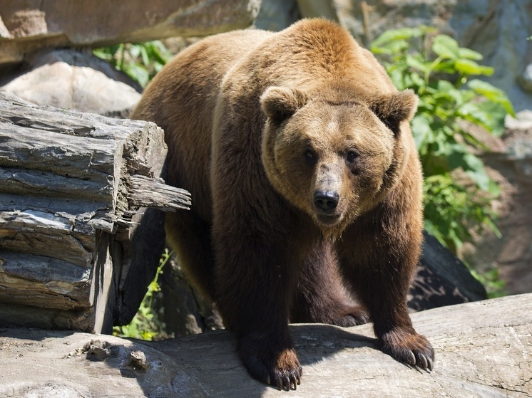 Сторожа, пропавшего в Приморье, убил медведь