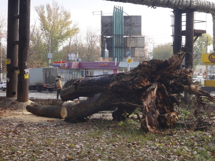 На улице Комсомольской незаконно срубили деревья