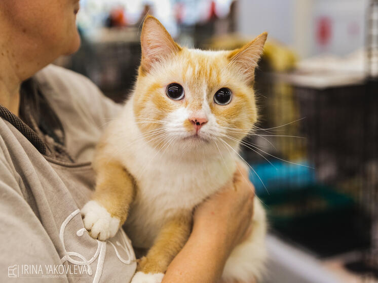 Благотворители предлагают помочь бездомным животным Карелии рублем