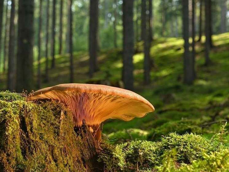 Эксперты призывают при сборе грибов полагаться на мнение известных авторов: «Вопрос жизни и смерти»