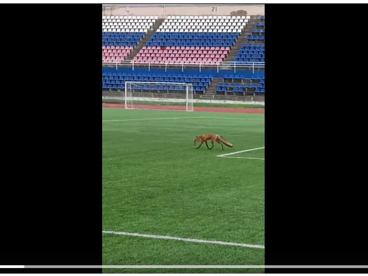 Лиса посетила тренировку легкоатлетов на стадионе в Петрозаводске