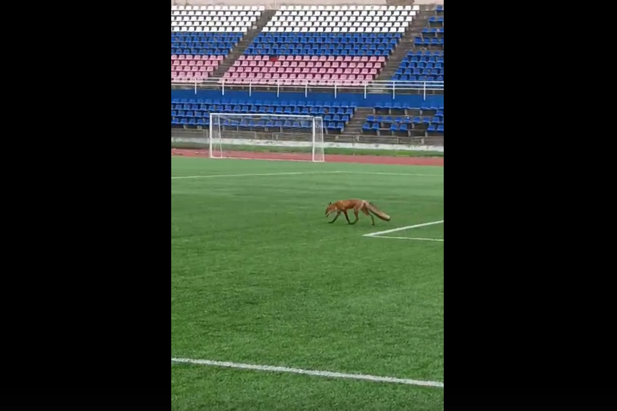 Лиса посетила тренировку легкоатлетов на стадионе в Петрозаводске