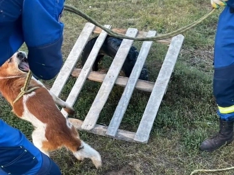 В Сарапуле спасатели достали из колодца упавшую собаку