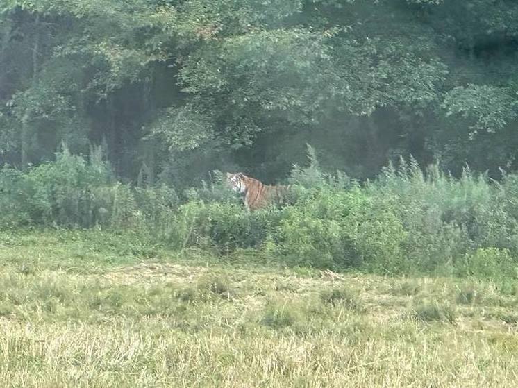 Тигров снова встречают у дороги в Кавалеровском районе Приморья