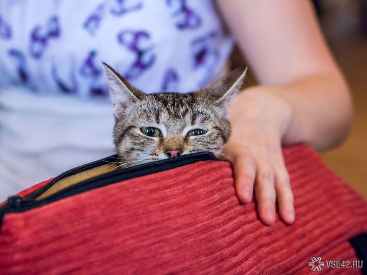 Соцсети: в Кемерове жестокое обращение над котом попало на видео