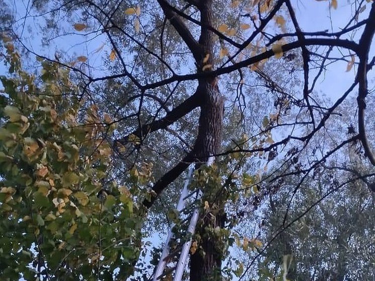 Спасатели Башкирии помогли кошке спуститься с дерева