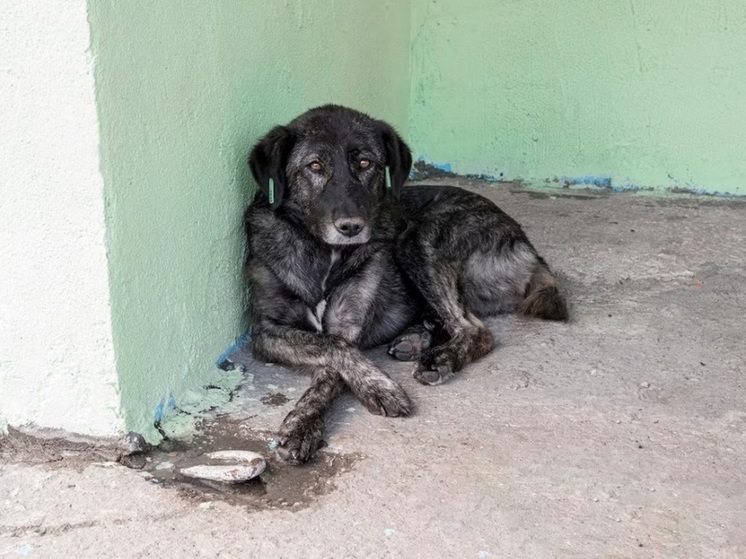 Бродячих собак из Кондопоги после отлова отправят в Петрозаводск