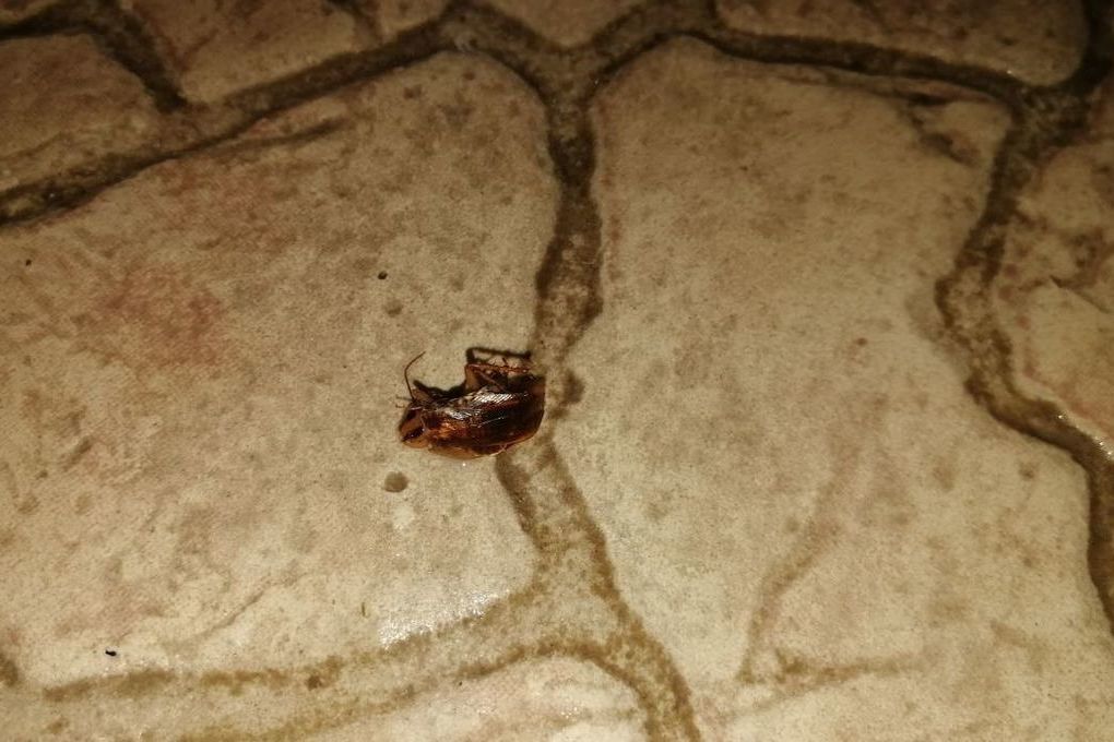 В щекинском акваклубе H2O, где недавно утонул ребенок, нашли тараканов