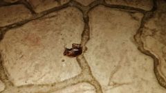 Расшатанные перекладины и тараканы - что происходит в щекинском акваклубе H2O