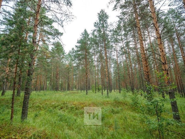В Татарстане сохраняется чрезвычайная пожарная опасность лесов