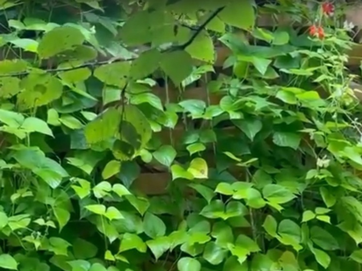 Глава Карелии попросил совета у фасолеводов Карелии