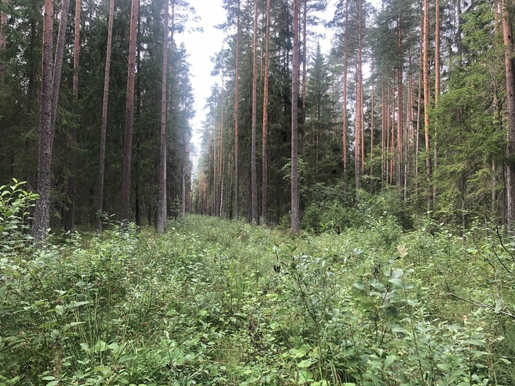 «Национальные проекты» Президента России не защитили лес от бюрократов Смольного