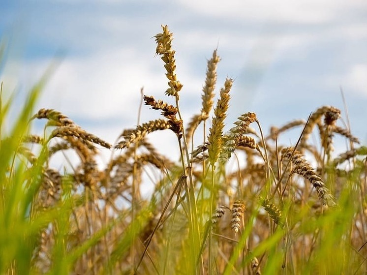 Аграрии ДНР завершили уборочную кампанию