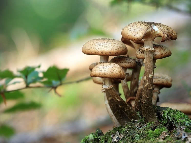 Съедобные грибы: фото и названия
