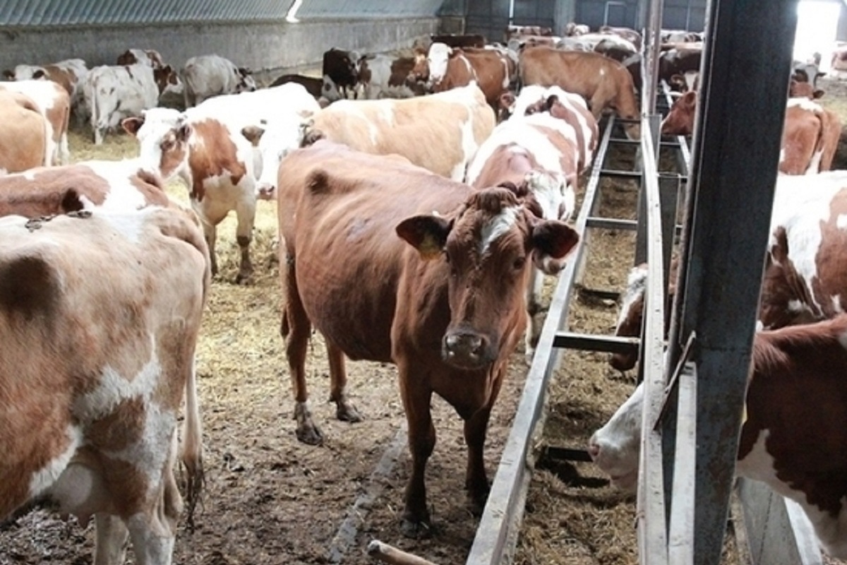 Из Алтайского края в Дагестан пытались вывезти более 30 коров