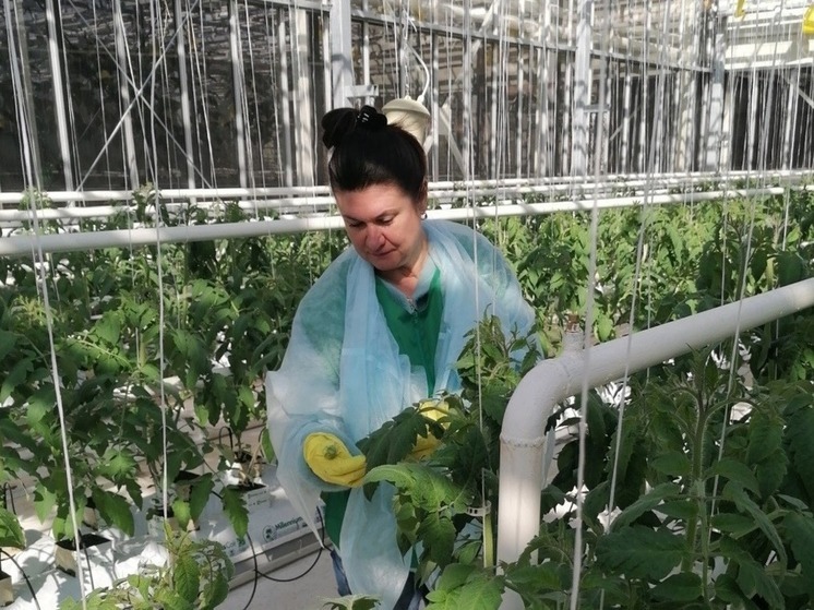 На Чукотке проведен мониторинг фитосанитарного состояния теплиц