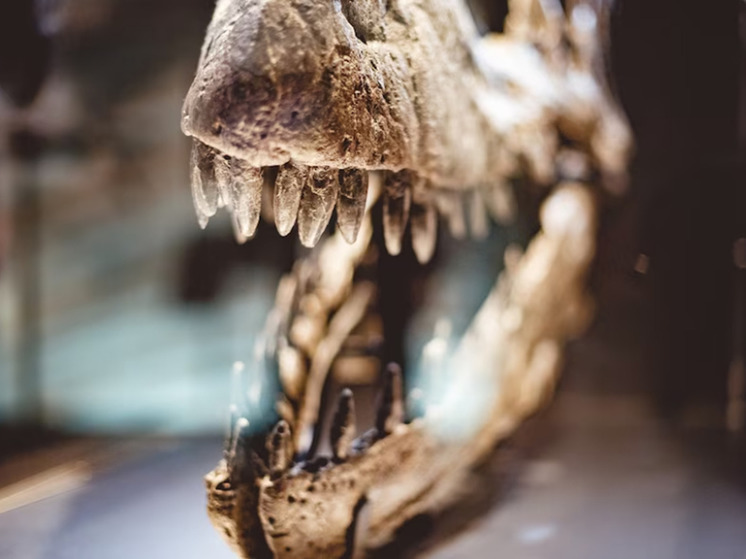 Засуха в Техасе позволила обнаружить следы динозавров возрастом 110 миллионов лет