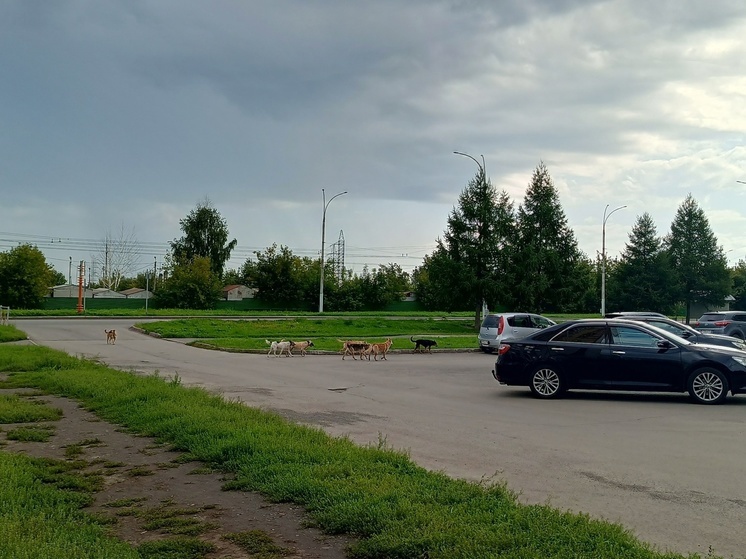 Хозяин собаки отбивался от бродячих псов камнями в Кемерове