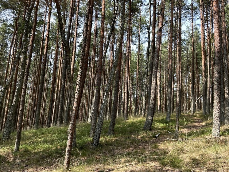 Житель Крестецкого района получил 2 года условно за нелегальную рубку леса