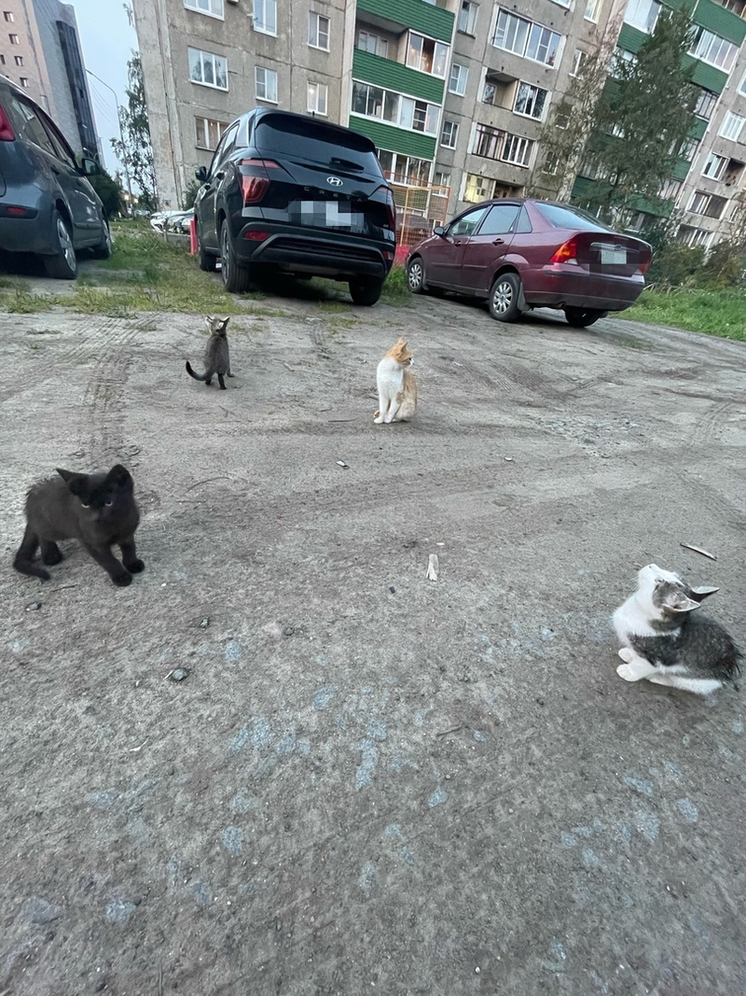 Жители Петрозаводска ищут помощь для пятерых бездомных котят