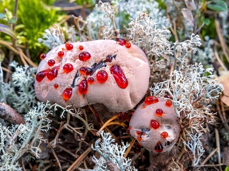 Фотограф в Карелии нашел гриб с кровавыми слезами