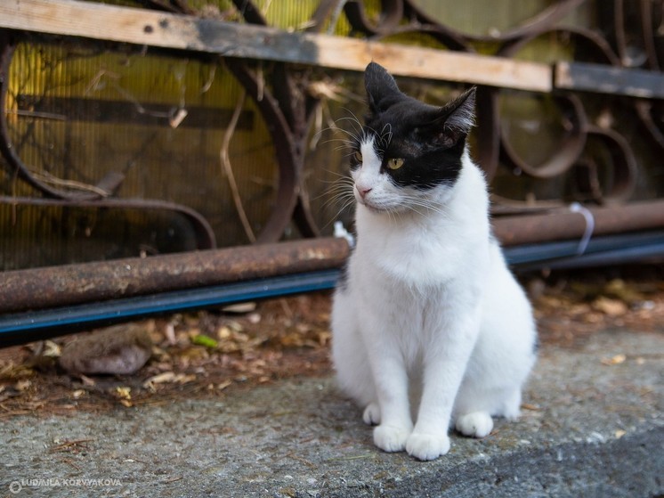 Общественники Петрозаводска призывают стерилизовать кошек со скидкой