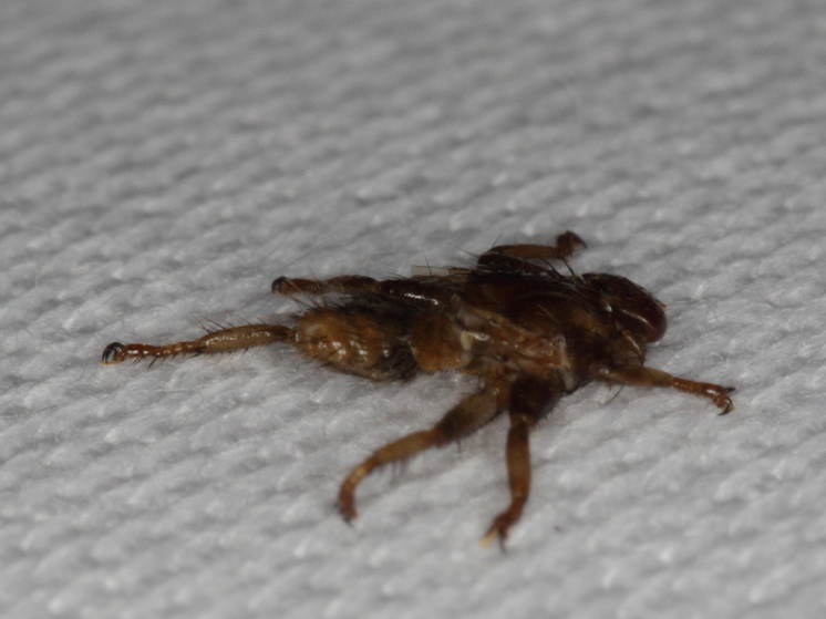 Оленьи кровососки выгоняют лосей из лесов Подмосковья