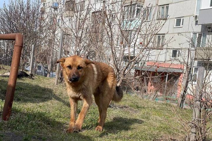 На отлов и стерилизацию пензенских бродячих собак выделили дополнительные средства