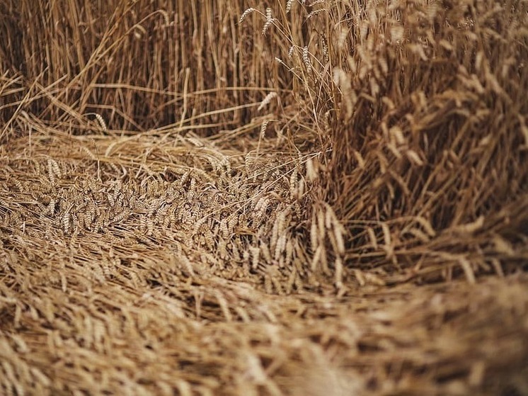 Новые регионы РФ собрали почти четыре миллиона тонн пшеницы