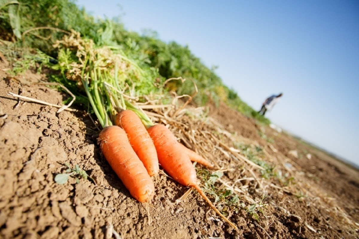 Морковь и гранат: 6 продуктов, которые могут отсрочить старение