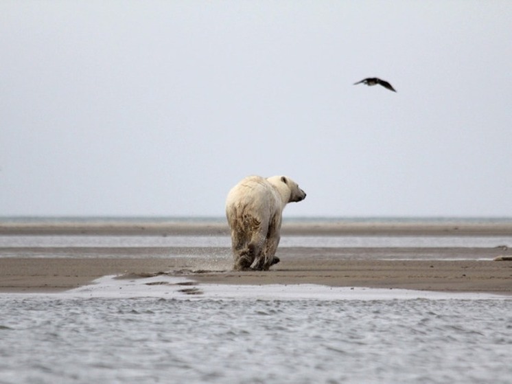 В Ямальском районе вернувшегося к тундровикам белого медведя хотят отогнать подальше от чумов