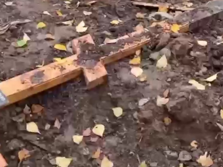 В Комсомольске-на-Амуре застрелили одного из медведей, разорявших кладбище