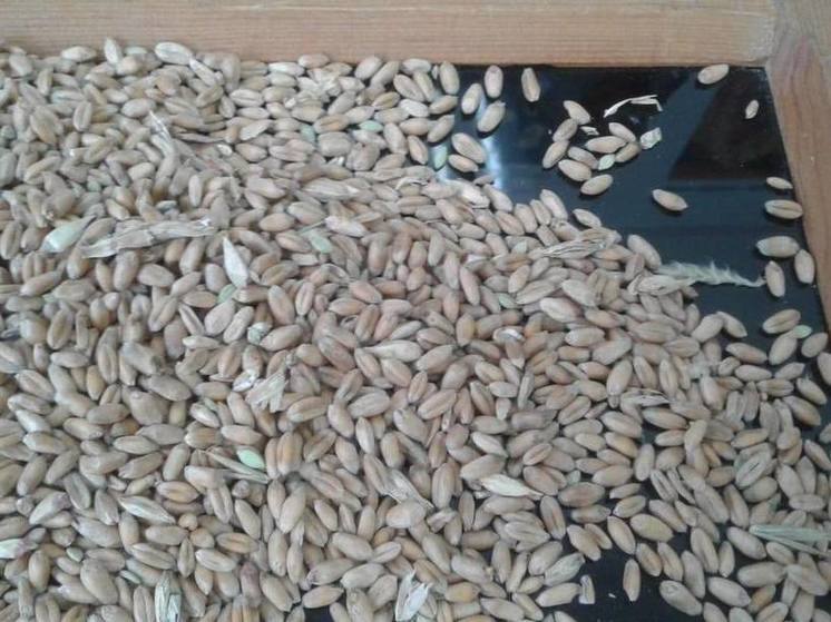 В Хабаровском крае стартовала государственная проверка зерна