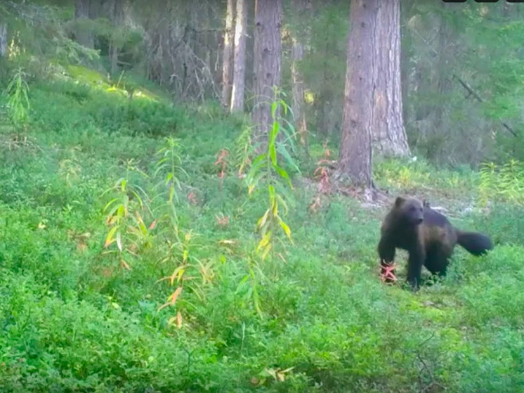 Красивая и мощная росомаха попала в объектив камеры Нацпарка Карелии