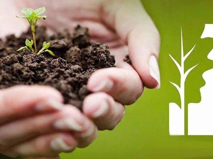 В Хабаровске пройдет акция «Посади дерево»