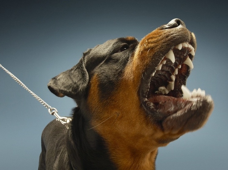 Fighting dogs attacked a Russian woman and bit their owner