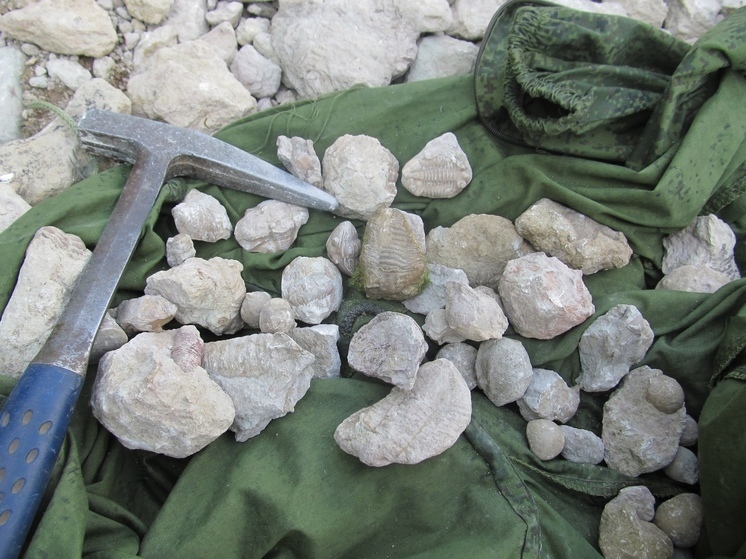 Ученые Карелии помогут детям прикоснуться к древним минералам и окаменелостям