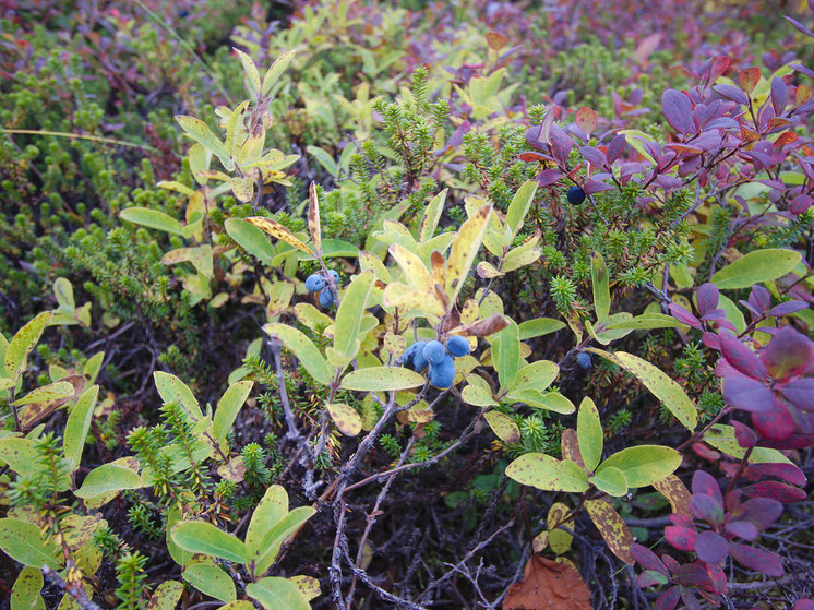 Дачникам рассказали, что делать с потемневшими листьями жимолости, чтобы она не погибла