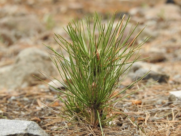 В Башкирии высадят 6 млн деревьев в рамках акции «Сохраним лес»