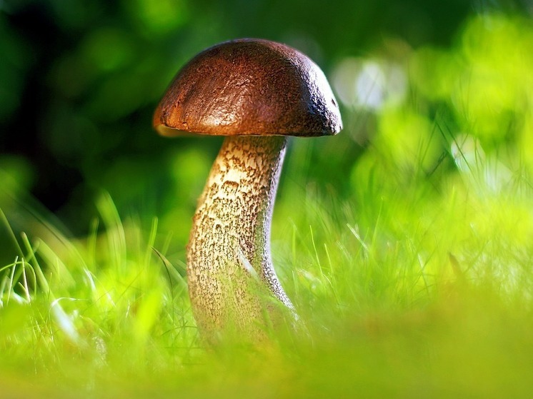 Две жительницы Башкирии отправились за грибами и потерялись