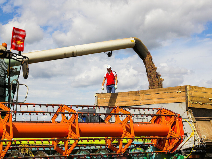 Татарстан не смог повторить прошлогодний рекорд по урожаю зерна из-за засухи