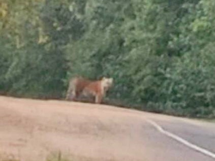 Почтальон из села Виноградовка встретил тигра на дороге