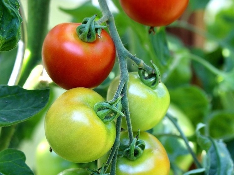 Агроном пояснил, чем опасны зеленые помидоры