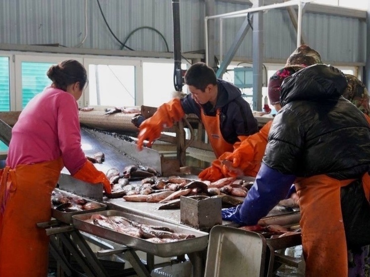 Рыбаки Аксарки наловили почти 600 тонн живого серебра за период путины