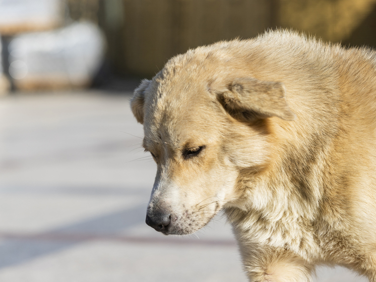 Огромная собака гуляет по улицам Петрозаводска, предупредили в ЕДДС